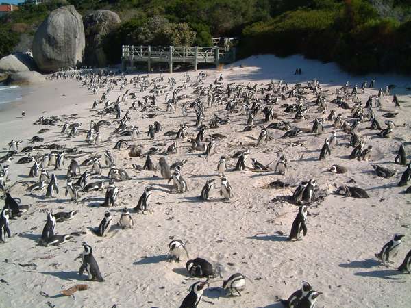 South Africa - Cape Town - Tours - Penguins - Boulder's Beach